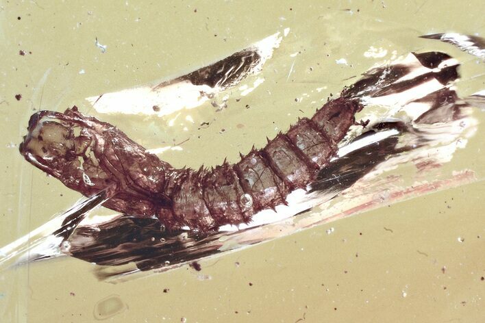 Fossil Wood Gnat Pupa (Anisopodidae) in Baltic Amber #325453